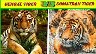 Bengal Tiger Vs Sumatran Tiger animals wildlife [upl. by Kalvn]