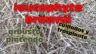 CUIDADOS Y TRASPLANTE DE LA LEUCOPHYTA BROWNII O ARBUSTO PLATEADO [upl. by Akinnor]