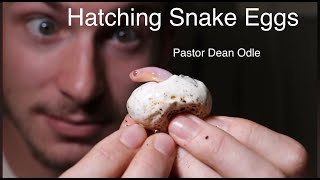 Hatching Snake Eggs [upl. by Rorrys]