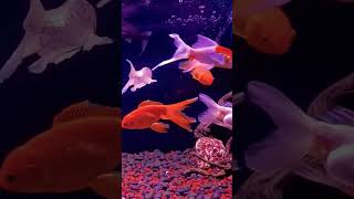 kinguios aquarioteca⅕ [upl. by Adidnere]