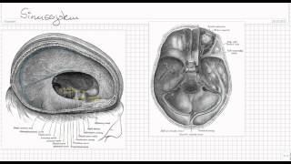 Aufbau des Ventrikelsystems  Liquorsystems und des Sinussystems Teil 2 [upl. by Ardeth]