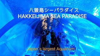 【八景島シーパラダイス】【팔경도 바다 파라다이스】Dolphin show Hakkeijima Sea Paradise in Yokohama Japan [upl. by Anuahsal968]