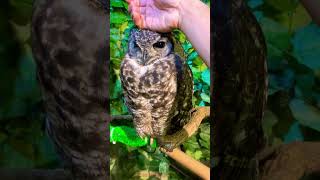 Petting an Owl birds animals shortsfeed shorts viral feed owl pets live [upl. by Tuhn]