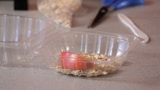 How to Make a Mealworm Habitat  Science Projects [upl. by Romaine]