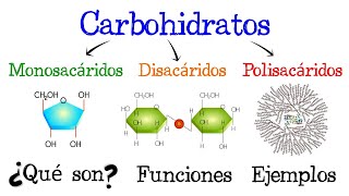 🍞 Carbohidratos 💥 ¿Qué son 🥔 Funciones 🍟 EJEMPLOS 🥞 Fácil y Rápido  BIOLOGÍA [upl. by Letsirhc]