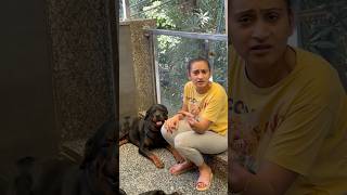 Rottweiler Buzbee Kabhi Baap Nahi Ban Sakta shorts dogs rottweiler youtubeshorts namitaology [upl. by Asilad]