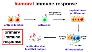 The Immune System Overview [upl. by Nodlehs699]