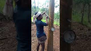 Rubber tapping 414 tree [upl. by Dinny]