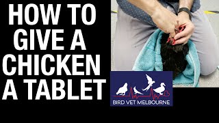 How to give a tablet to a chicken [upl. by Sontich105]