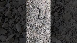 Baby Ringneck Snake Unanimated [upl. by Wampler]