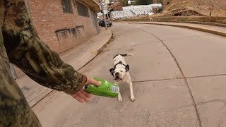 Attacked By Rabid Dog In Peru Barrio 🇵🇪 [upl. by Anairt503]