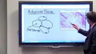 Adipose Tissue [upl. by Kerman492]