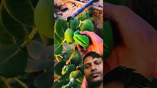 Beautiful and healing rural life  fruit pickingfruit villagelife fruitcuttingnaturerurallife [upl. by Lepine]