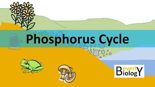 Phosphorus Cycle updated [upl. by Abramo560]