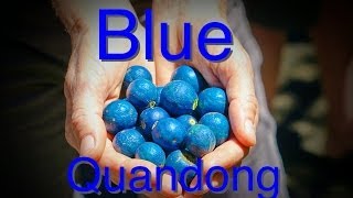 Blue Quandong Tree  Wins the fast growth race [upl. by Chadabe]