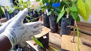 Demonstration of Forcing Technique on 3wkold Clonal Seedlings [upl. by Cerf]