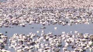 Snow Goose Hunting Mound City MO [upl. by Ecnatsnok]