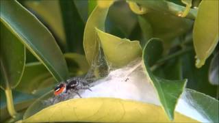 Jumping spider Philaeus chrysops taking care of its web [upl. by Sandstrom]