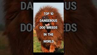 Top 10 Dangerous Dog Breeds In The World  shorts top10 dog [upl. by Okihsoy703]