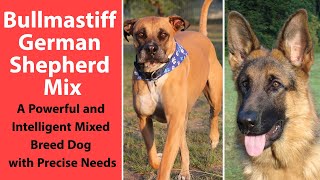 Bullmastiff German Shepherd Mix A Powerful and Intelligent Mixed Breed Dog with Precise Needs [upl. by Hunfredo]