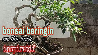 Bonsai BERINGIN on the rock INSPIRATIF [upl. by Ellenahc]