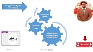 Superclass Pisces Cyclostomata Chondrichthyes Osteichthyes [upl. by Ardnaed]
