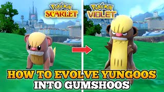 How To Evolve Yungoos Into Gumshoos In Pokemon Scarlet and Violet [upl. by Magill]