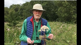 Wild Angelica with John Feehan in July Wildflowers of Offaly series [upl. by Nathanil]