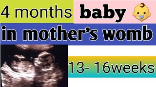 4 months baby development in womb  13 16 weeks pregnant [upl. by Nichole681]