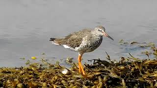 Common Greenshank [upl. by Jilleen]