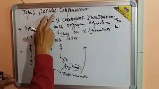 X Inactivation The full mechanism the formation of the Barr body Heterochromatin and euchromatin [upl. by Solegnave]