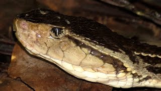 Ferdelance  Terciopelo Bothrops asper [upl. by Nnyrat552]