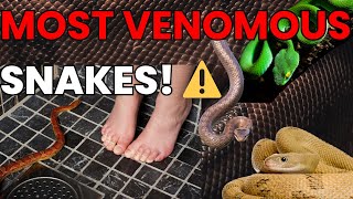 Most VENOMOUS Snakes in the WORLD [upl. by Haily97]