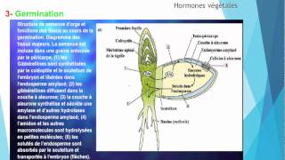 S5 Croissance et développement des plantes  Roles des hormones II 44 [upl. by Jasper]