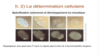 La formation des axes embryonnaires [upl. by Henrieta]