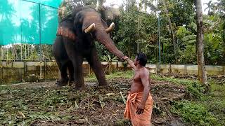 E4 Elephant ആശാനോടാണോടാ നിന്റെ കളി [upl. by Aneerb546]