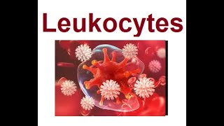 Leukocytes structure and functions  2024 [upl. by Alyaj]