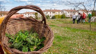 ERBE SPONTANEE COME RICONOSCERLE E RACCOGLIERLE [upl. by Eydie]