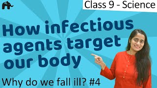 How Infectious agents target our body  Why do we fall ill 4 Class 9 Science [upl. by Thorndike]