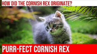 Uncovering the Fascinating History of the Cornish Rex Cat [upl. by Nerval]