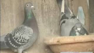 How to Breed and Train Homing Pigeons  The Widowhood System for Training Homing Pigeons [upl. by Eidna]