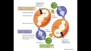 Lipid Metabolism Part 3 Fatty Acid Synthesis [upl. by Nattie]