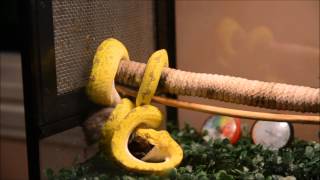 baby green tree feeding on hamster slow motion 480fps [upl. by Nagam11]