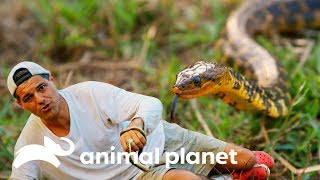 ¡Quedó pasmado Frank recibe mordida letal de serpiente  Wild Frank en India  Animal Planet [upl. by Citarella300]