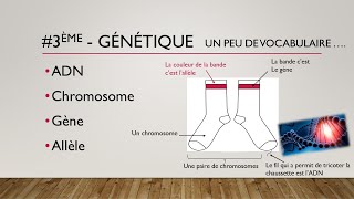 maprofSVT2C ADN chromosome gène et allèle 3ème [upl. by Atnaloj]