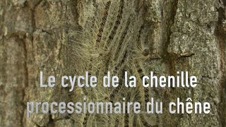 La chenille processionnaire du chêne  comment la reconnaître et se protéger [upl. by Enyrhtac440]