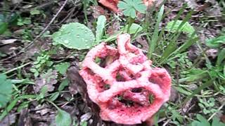 La gita de bruixa Clathrus ruber  Boletscom [upl. by Anuaik600]