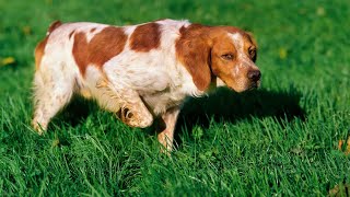 The Endearing Quirks and Habits of the Brittany Dog [upl. by Aneleasor]