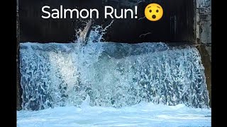 Salmon Run at Bowmanville nature salmonrun fishing livestream [upl. by Ellasal]