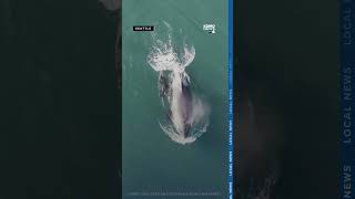 New Southern Resident orca calf seen in stunning NOAA drone video [upl. by Adnorahc]